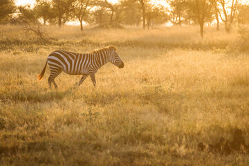 Fototapeta premium African zebras at beautiful landscape during sunrise safari in the Serengeti National Park. Tanzania. Wild nature of Africa..