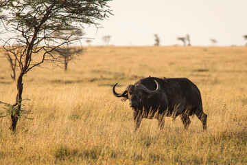 Buffalo in the grass during safari in Serengeti National Park in Tanzani. Wilde nature of Africa..