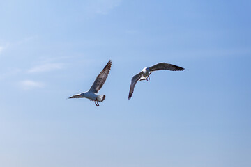 The Seagull flying in the sky over the sea