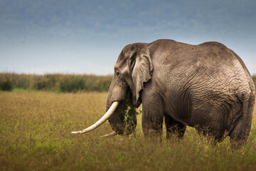 Plakat Elephant eating grass during safari in National Park of Ngorongoro, Tanzania.. Wild nature of Africa.