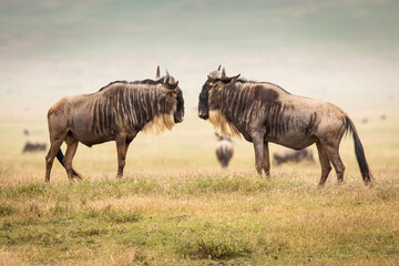Two wildebeast during safari in National Park of Ngorongoro, Tanzania. Wild nature of Africa
