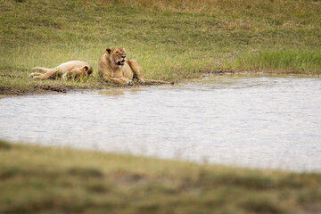 Naklejka na ściany i meble Two lioness resting in the grass near a lake during safari in Ngorongoro National Park, Tanzania. Wild nature of Africa.