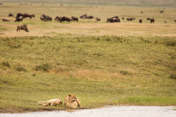 Two lioness resting in the grass near a lake and group of wildebeast in background during safari in Ngorongoro National Park, Tanzania. Wild nature of Africa.
