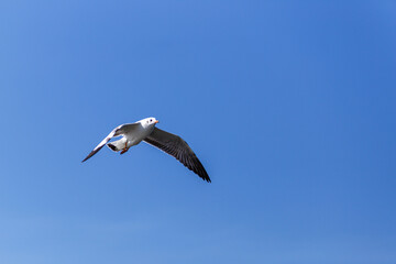 Fototapeta na wymiar The Seagull flying in the sky over the sea