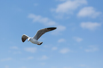 The Seagull flying in the sky
