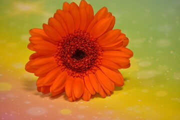 gerbera flower with water drops on black on colored background 