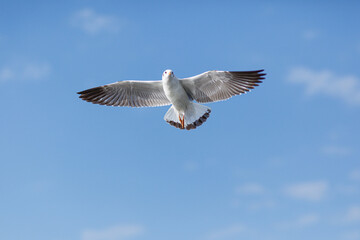 Seagull flying in blue sky, closeup