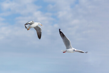 Flying Seagulls