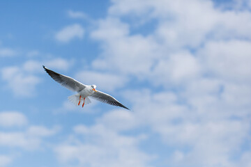 The Seagull flying in the blue cloud background