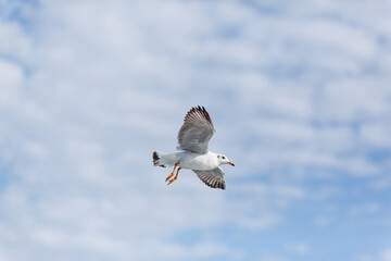 Seagull against a blue sky with fluffy clouds. Copy space.