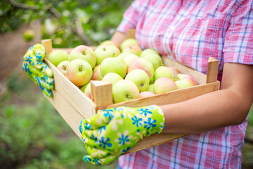 Woman farmer in gloves with freshly picked ripe apples in a wooden box. The concept of agriculture and gardening