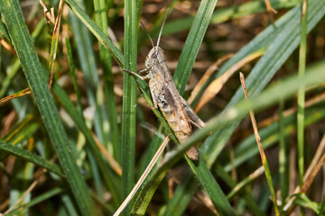Locusts are sitting in the grass on the lawn. Locusts, acrides - several species of insects of the family of true locusts (Acrididae).