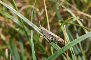 Locusts are sitting in the grass on the lawn. Locusts, acrides - several species of insects of the family of true locusts (Acrididae).