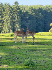 Zwei kleine Rehkids auf einer grünen Lichtung im Wald, morgen in der Sonne.