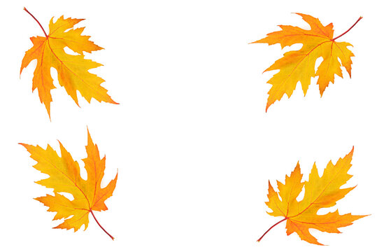 Autumn maple leaves isolated on white. Free space for text.