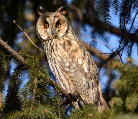 Owll posing on the tree.