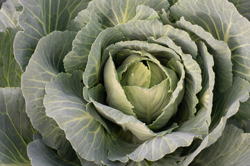 Obraz premium cabbage in the garden
