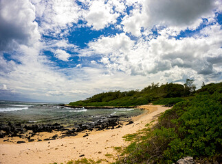View of cows on the beach located on the south coast of Mauritius island