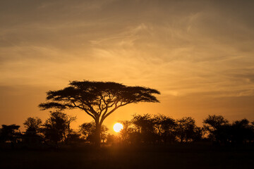 Fototapeta na wymiar Acacia tree in safari of Serengeti National Park of Tanzania with beautiful sunrise in background. Wild nature of Africa