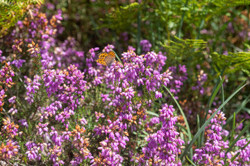 Mauve flowers with orange butterfly