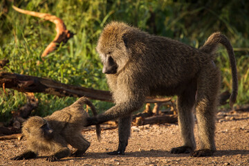 Baboons monkey family on the field during safari in National Park of Serengeti in Tanzania. Wild nature of Africa