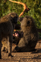 Baboons monkey family on the field during safari in National Park of Serengeti in Tanzania. Wild nature of Africa
