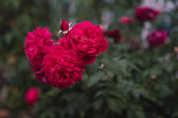 A beautiful blooming rose bush