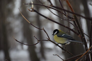 Fototapeta premium a bird in the snow