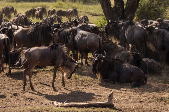 Group of wildebeasts during safari in National Park of Serengeti, Tanzania. Wild nature of Africa.