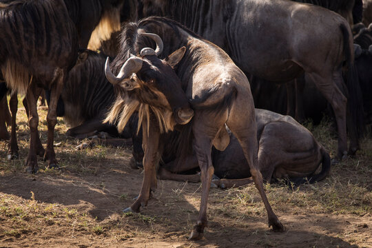 รูปภาพWildebees – เลือกดูภาพถ่ายสต็อก เวกเตอร์ และวิดีโอ118 | Adobe Stock