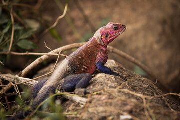 Colorful agama reptile during safari in National Park of Serengeti, Tanzania. Wild nature of Africa.