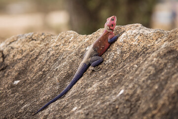 Colorful agama reptile during safari in National Park of Serengeti, Tanzania. Wild nature of Africa.
