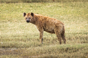 Hyena in the grass during safari in National Park of Serengeti, Tanzania. Wild nature of Africa.