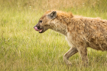 Fototapeta premium Hyena in the grass during safari in National Park of Ngorongoro, Tanzania. Wild nature of Africa