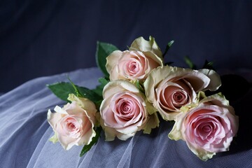 Beautiful background with pink rose	