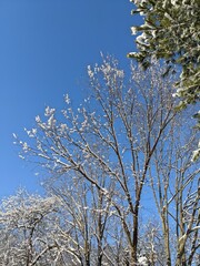 Winter tree