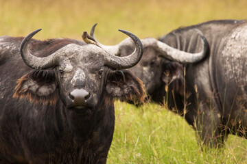 Buffalo in the grass during safari in Serengeti National Park in Tanzani. Wilde nature of Africa.