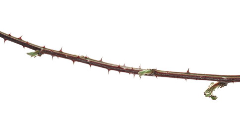Barbed dog rose branch with young green leaves isolated on white background and texture