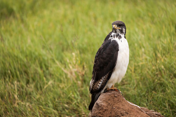 Young hawk resting during safari in Ngorongoro National Park, Tanzania. Green grass and yellow flowers around it. Wild nature of Africa.