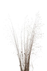Dry yellow grass with seeds isolated on white background, clipping path
