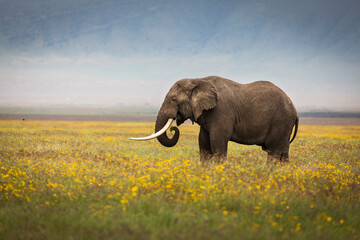 Elephant eating grass during safari in National Park of Ngorongoro, Tanzania. Beautiful yellow flowers around him. Wild nature of Africa. © danmir12