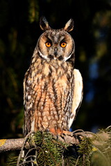 Owl frontal view.