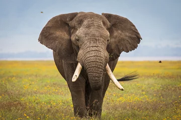 Foto op Plexiglas anti-reflex Elephant eating grass during safari in National Park of Ngorongoro, Tanzania. Beautiful yellow flowers around him. Wild nature of Africa. © danmir12