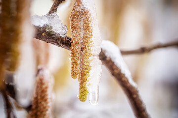 Young male catkins of Corylus avellana, Common hazel on the branches of tree near Female flower. covered with ice and snow after spring frosts. Snowfall in spring. Frost destroyed the crop of nuts.