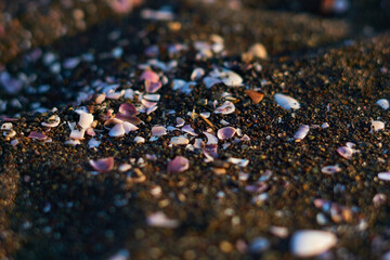 Fragmentos de conchas en arena color negra