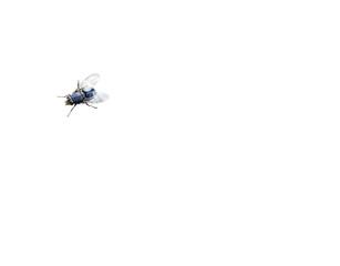 Detaillierte Makro-Aufnahme einer Fliege auf weißem Hintergrund