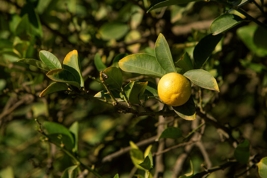 photo of ripening lemons on a tree. The theme of gardening and agriculture