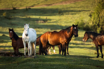 Beautiful horses on a green landscape. Comanesti, Romania.