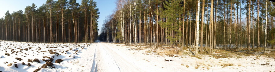 Panorama z polskiego lasu