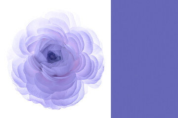 A large purple ranunculus flower on a white background.Isolated Asian buttercup on a perfectly white background. Layout for a design with space to copy. High quality photo